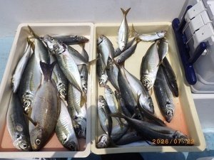 アジ(マアジ)・イサキ