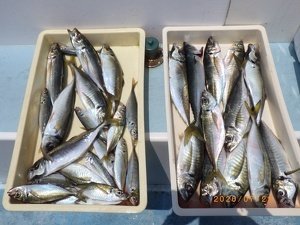 アジ(マアジ)