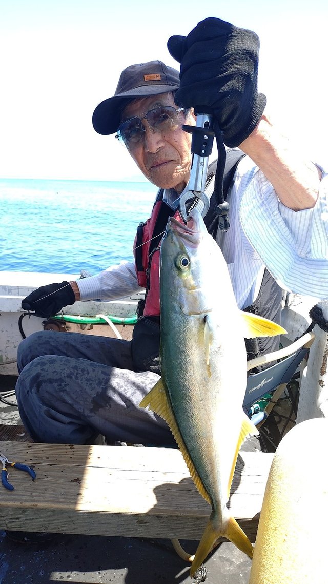ヒラマサを関西で釣った最新釣果、釣り情報【2026年7月】