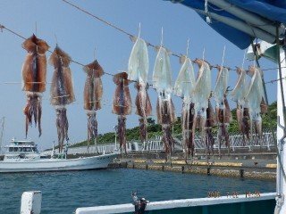 スルメイカ