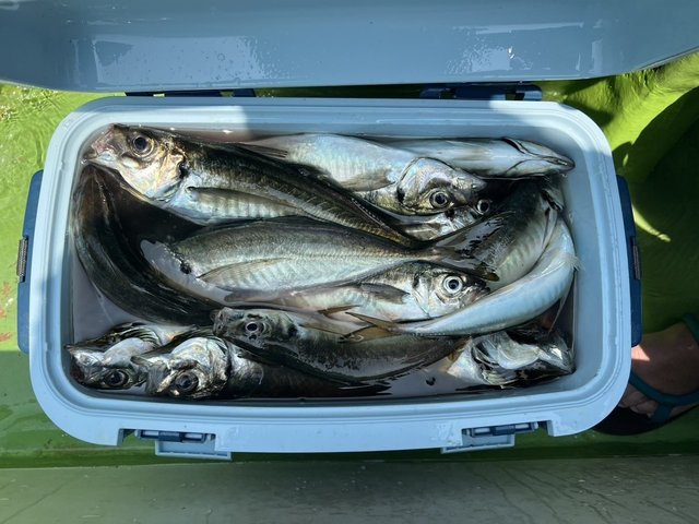 アジ(マアジ)