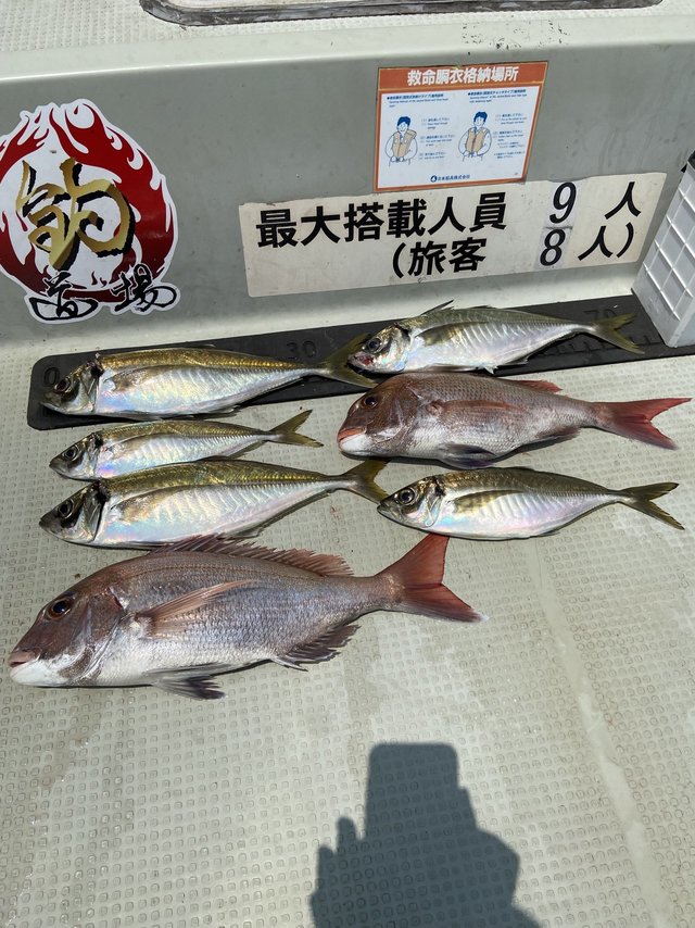 タイ(マダイ)・アジ(マアジ)
