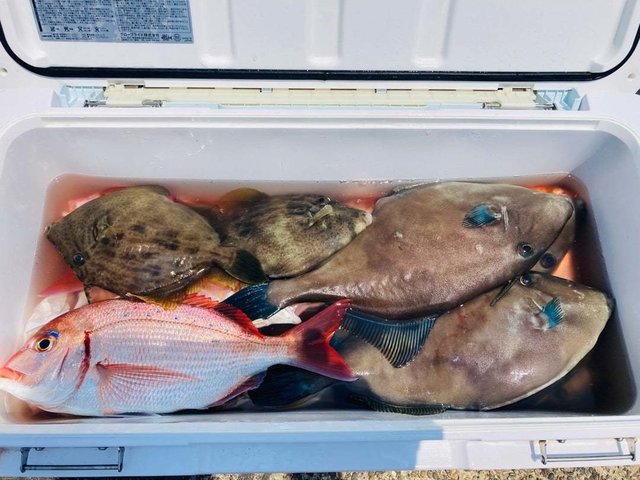 ハナダイ(チダイ)・カワハギ・ウマヅラ(ウマヅラハギ)