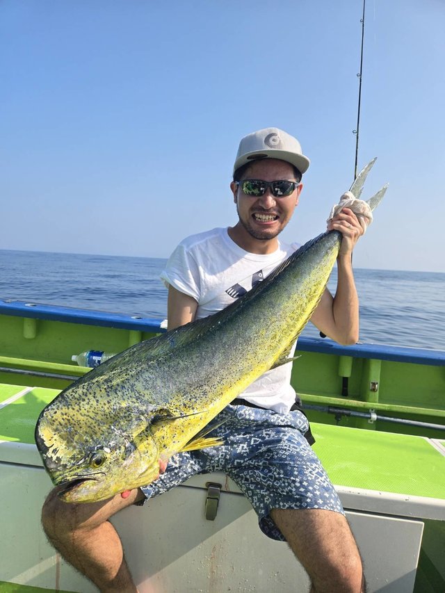 シイラ
