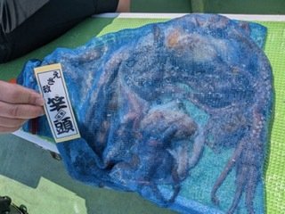 マダコ