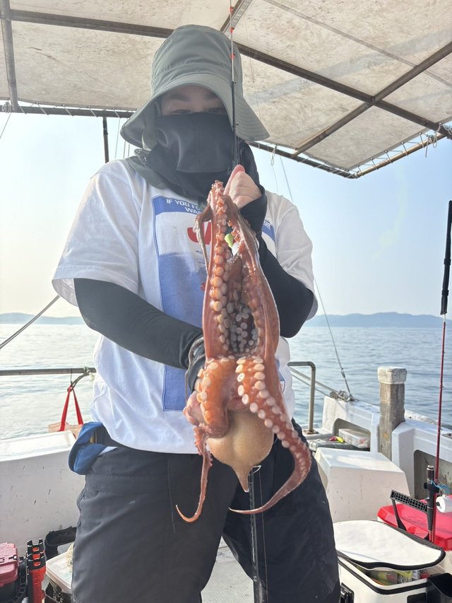 マダコ