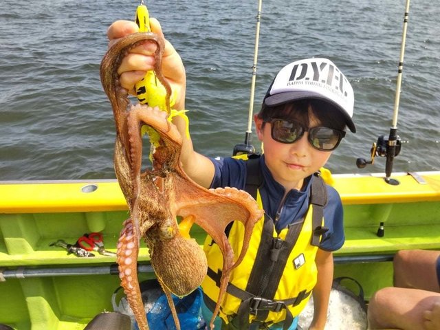 マダコ