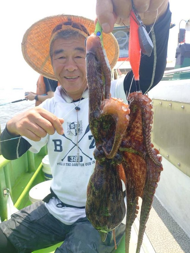 マダコ