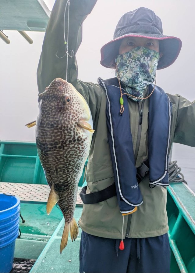 ショウサイフグ