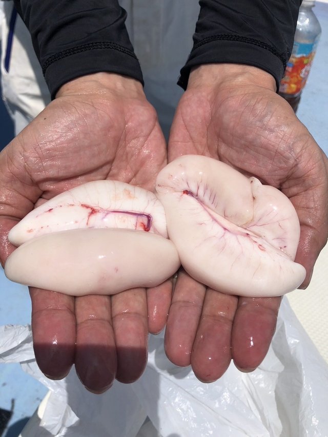 ショウサイフグ