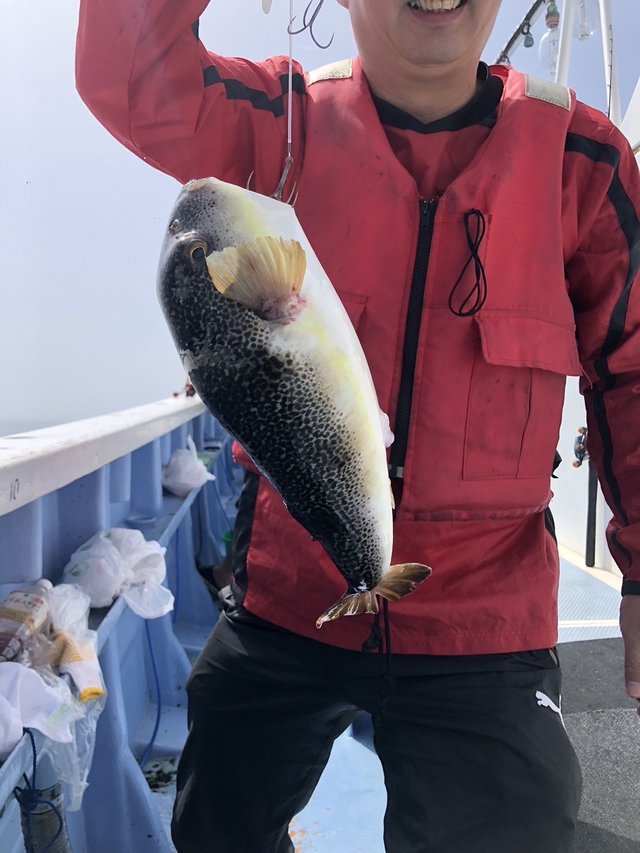 ショウサイフグ