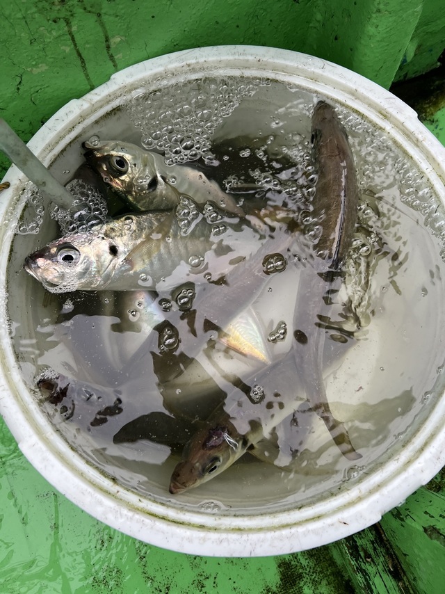 アジ(マアジ)