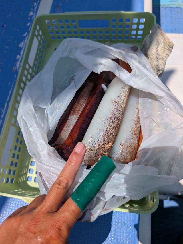 スルメ(スルメイカ)