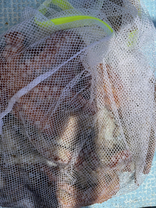 マダコ