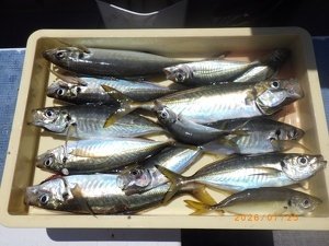 アジ(マアジ)