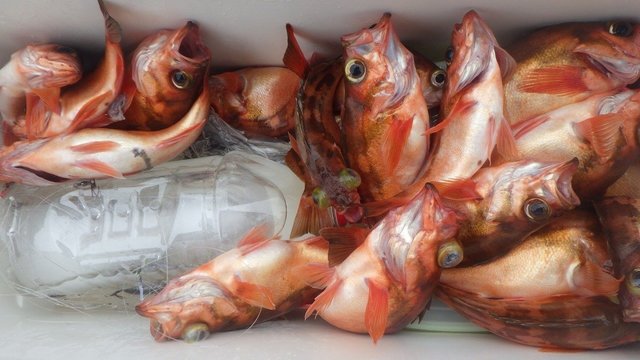 ウッカリカサゴ・オキメバル(ウスメバル)