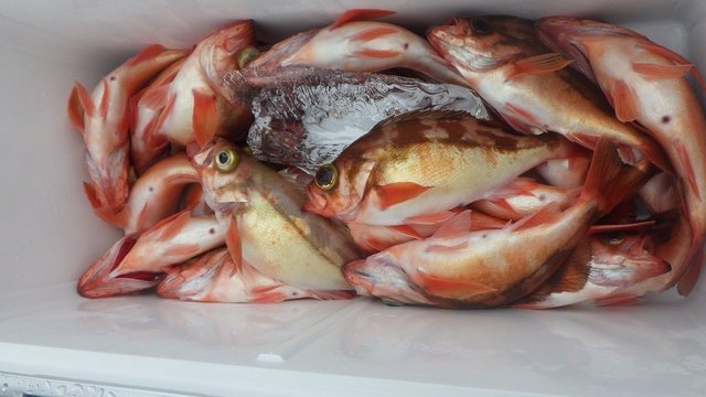 オキメバル(ウスメバル)