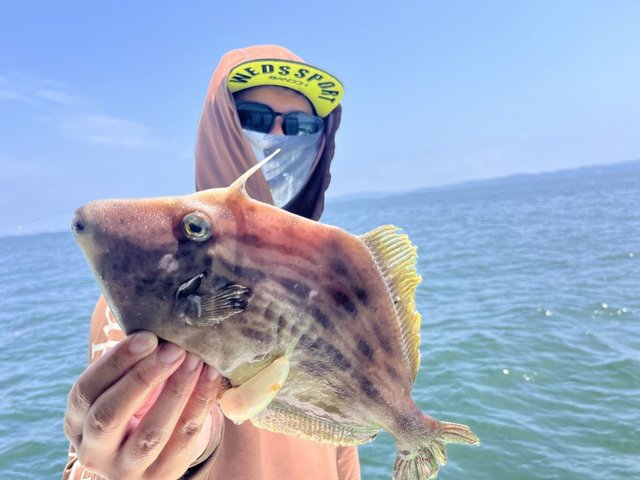 カワハギ