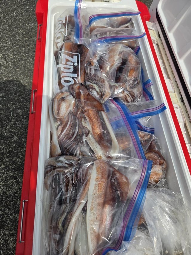 スルメイカ