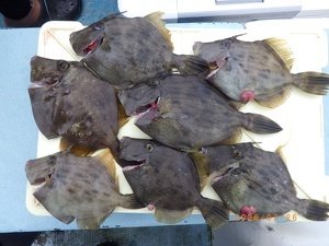 カワハギ