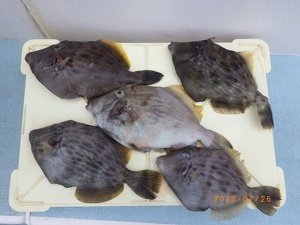 カワハギ
