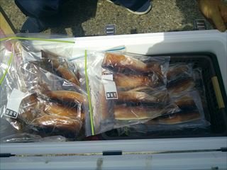 スルメ(スルメイカ)