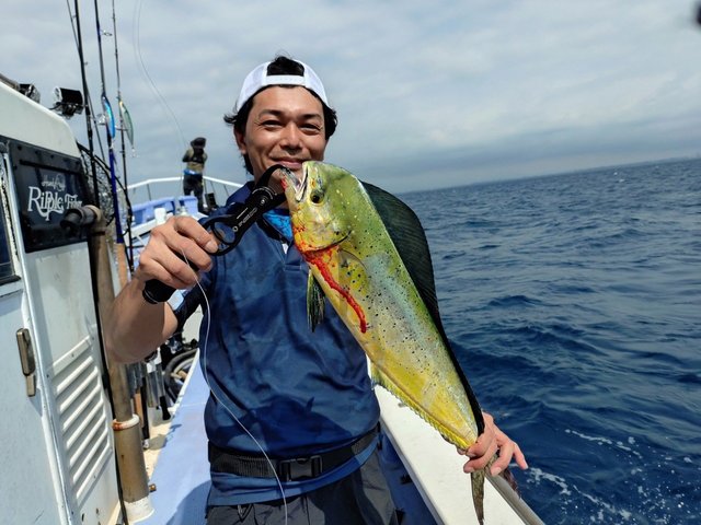 シイラ