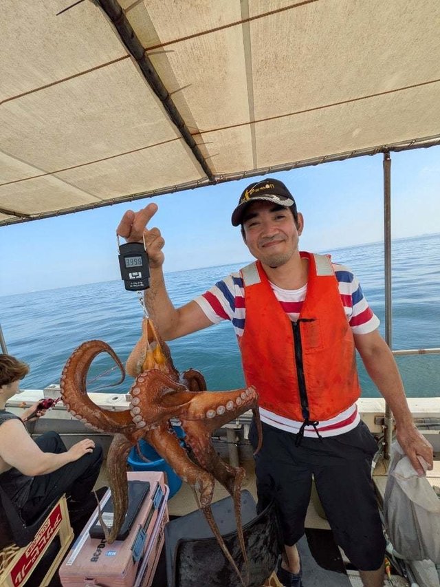 マダコ