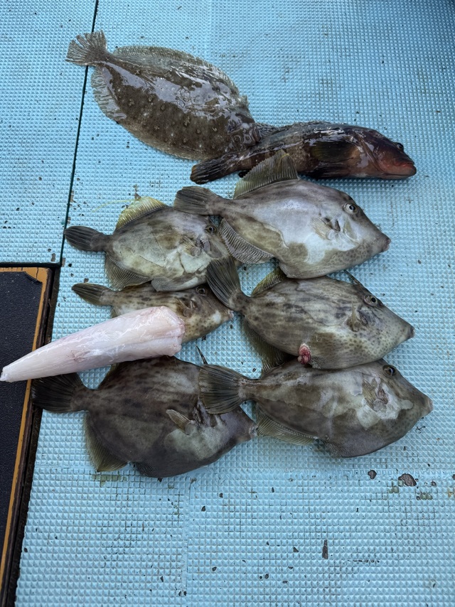 ガンゾウヒラメ(ガンゾウビラメ)・カワハギ