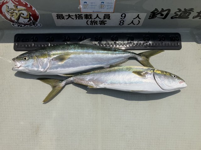 ブリ