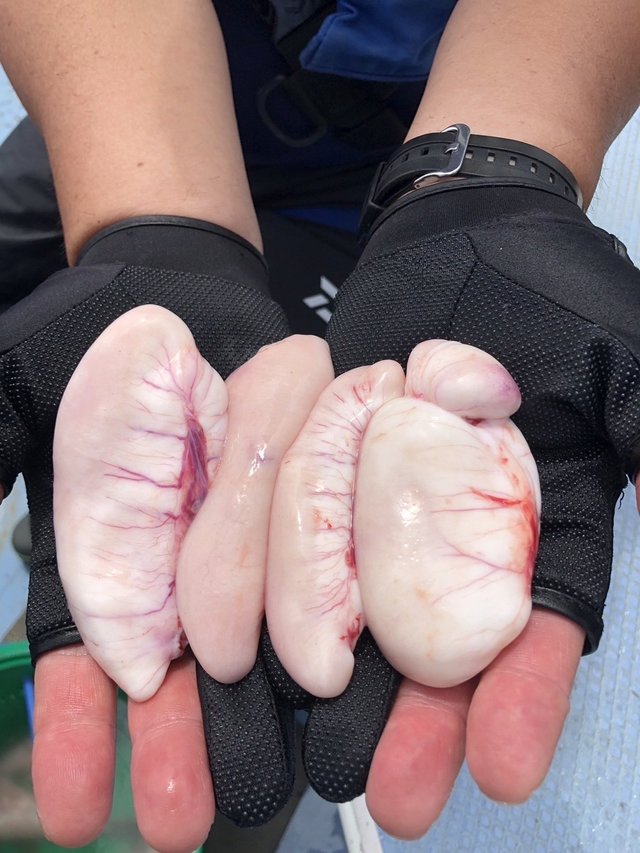 ショウサイフグ