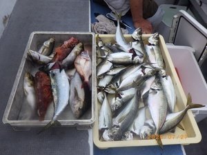 タイ(マダイ)・アジ(マアジ)・イサキ