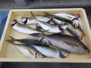 アジ(マアジ)・イサキ
