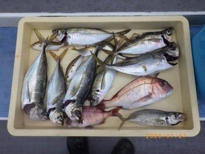 タイ(マダイ)・アジ(マアジ)