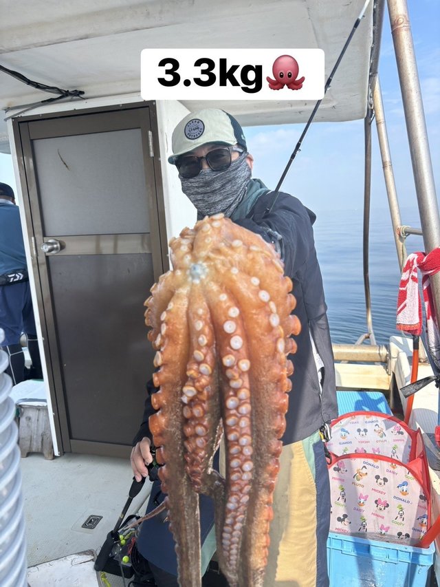 マダコ