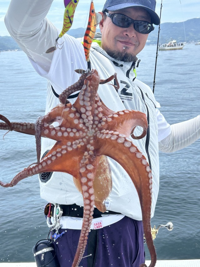 マダコ
