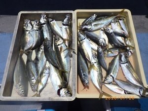 アジ(マアジ)