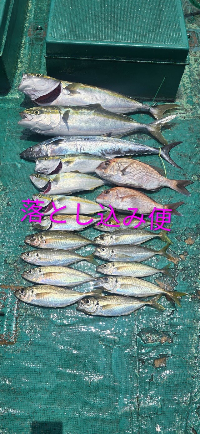 ハマチ(ブリ)・サゴシ(サワラ)