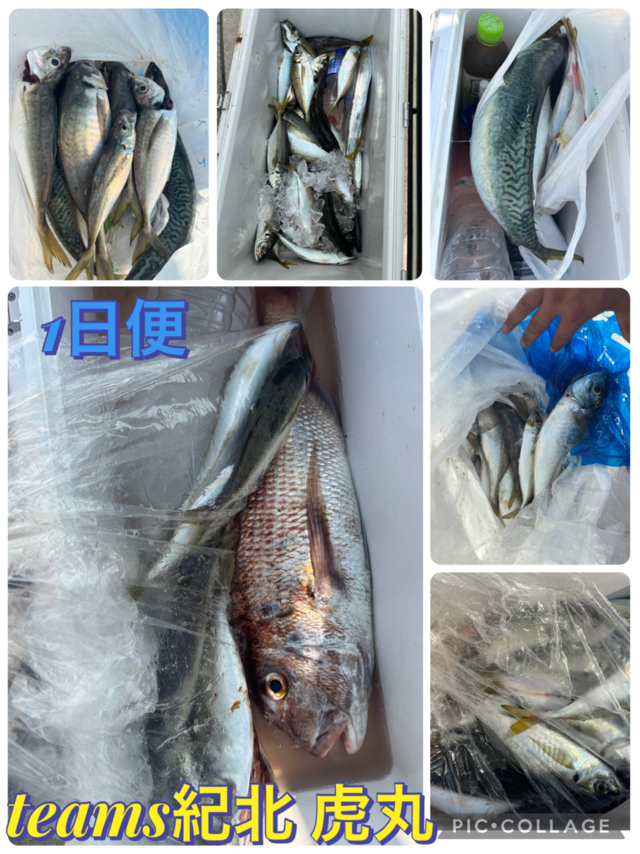 タイ(マダイ)・アジ(マアジ)・ゴマサバ