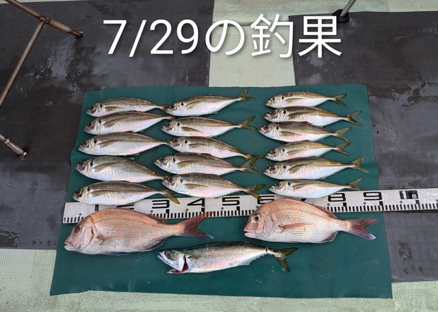 マダイ・マアジ・マサバ