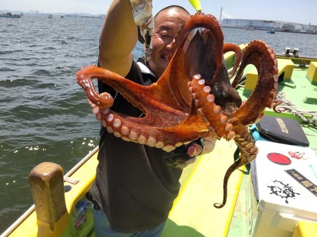 マダコ