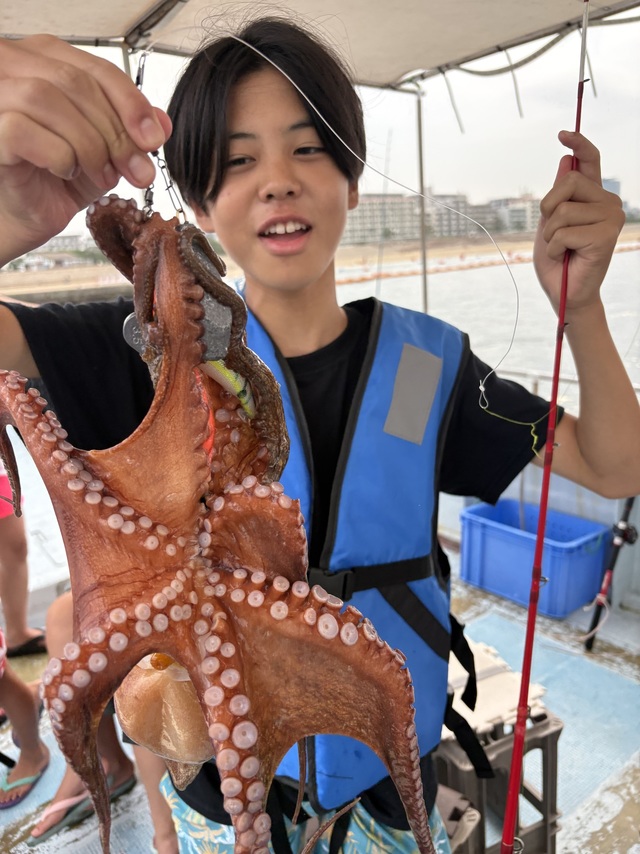 マダコ