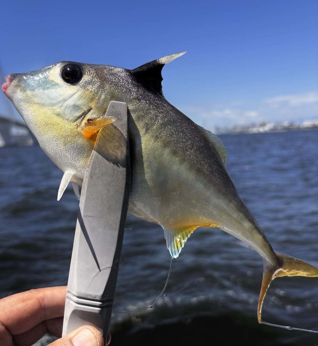ギマ