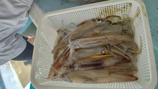 ムギイカ(スルメイカ)
