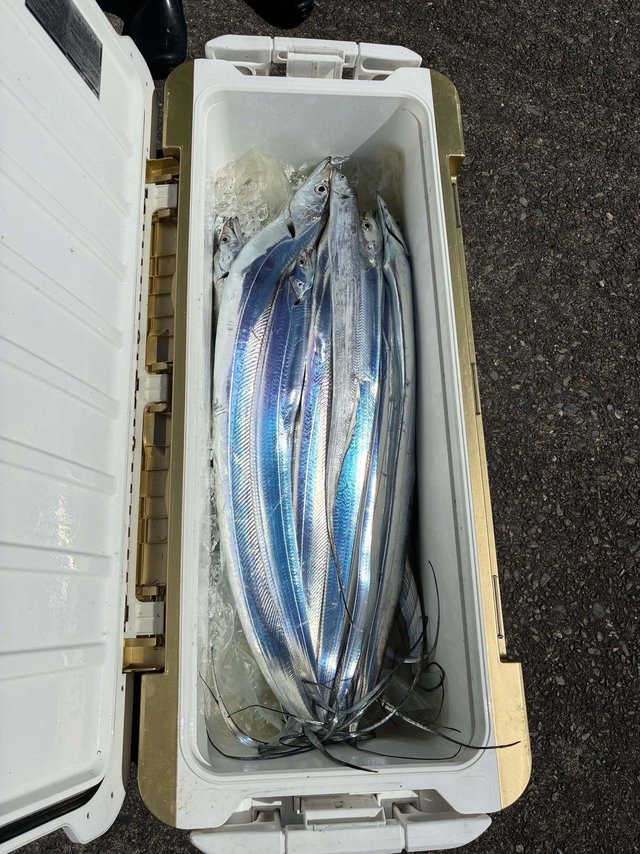 タチウオ