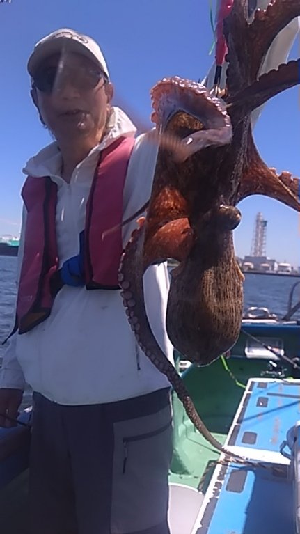 マダコ