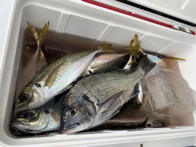 アジ(マアジ)