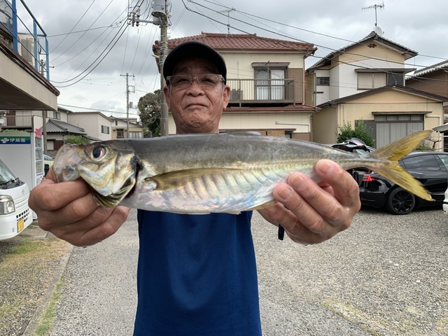 アジ(マアジ)
