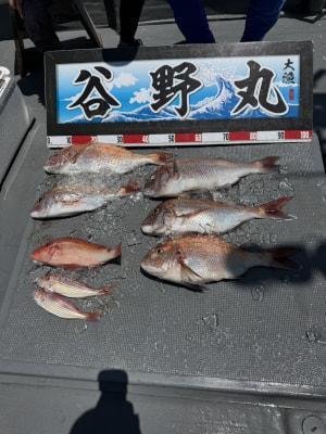 マダイ