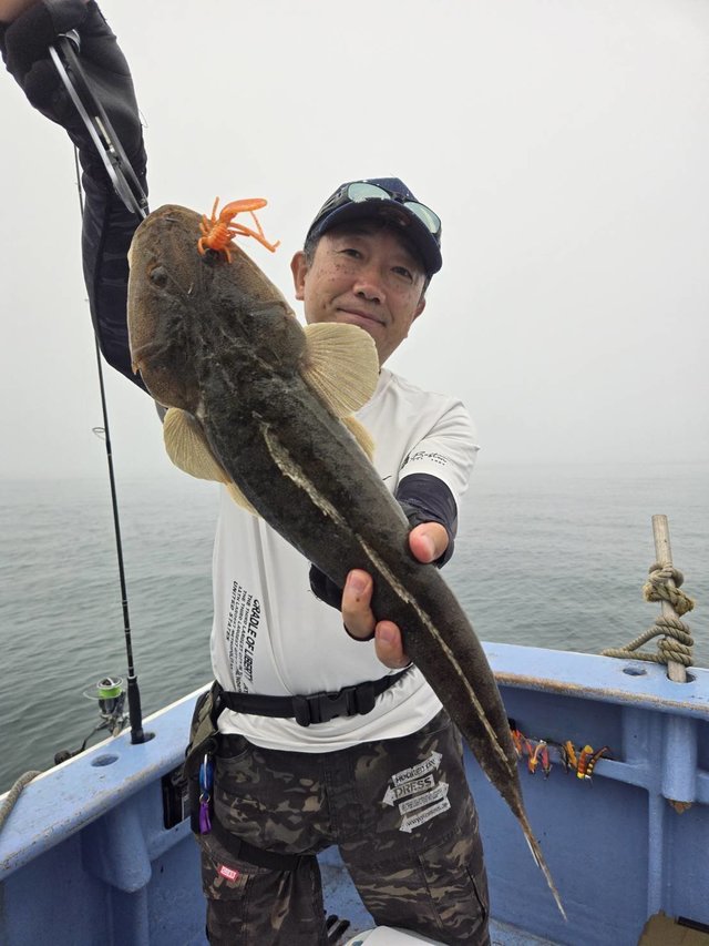 マゴチ